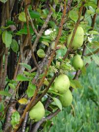 Fotografia da espécie Pyrus communis