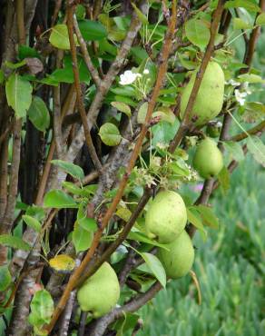 Fotografia 15 da espécie Pyrus communis no Jardim Botânico UTAD