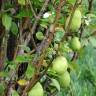 Fotografia 15 da espécie Pyrus communis do Jardim Botânico UTAD