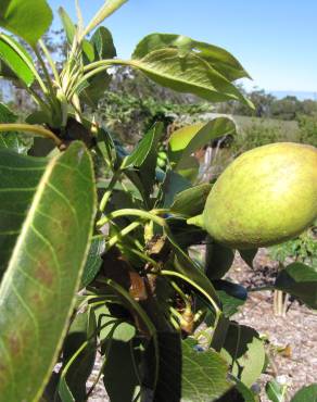 Fotografia 17 da espécie Pyrus communis no Jardim Botânico UTAD