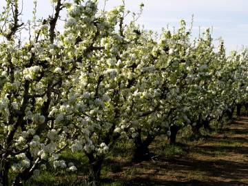 Fotografia da espécie Pyrus communis