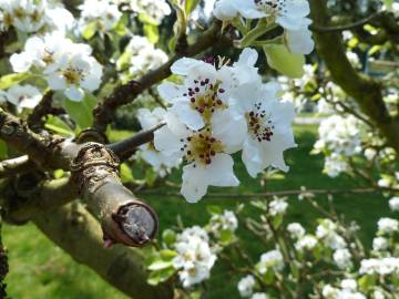 Fotografia da espécie Pyrus communis