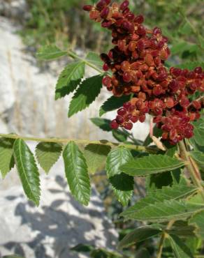 Fotografia 8 da espécie Rhus coriaria no Jardim Botânico UTAD