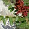 Fotografia 8 da espécie Rhus coriaria do Jardim Botânico UTAD