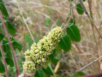 Fotografia da espécie Rhus coriaria