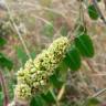 Fotografia 10 da espécie Rhus coriaria do Jardim Botânico UTAD