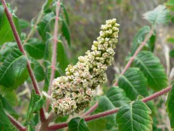 Fotografia da espécie Rhus coriaria