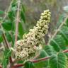 Fotografia 11 da espécie Rhus coriaria do Jardim Botânico UTAD