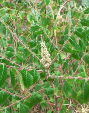 Fotografia 12 da espécie Rhus coriaria no Jardim Botânico UTAD