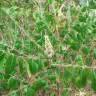 Fotografia 12 da espécie Rhus coriaria do Jardim Botânico UTAD