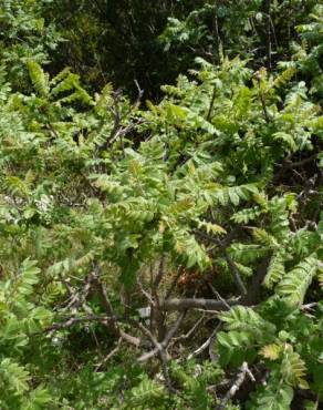 Fotografia 13 da espécie Rhus coriaria no Jardim Botânico UTAD