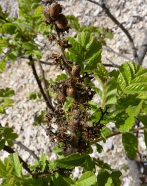 Fotografia 14 da espécie Rhus coriaria no Jardim Botânico UTAD