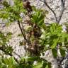 Fotografia 14 da espécie Rhus coriaria do Jardim Botânico UTAD