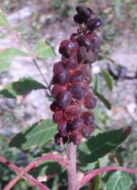 Fotografia da espécie Rhus coriaria