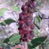 Fotografia 15 da espécie Rhus coriaria do Jardim Botânico UTAD