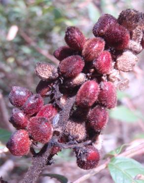 Fotografia 18 da espécie Rhus coriaria no Jardim Botânico UTAD