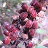 Fotografia 18 da espécie Rhus coriaria do Jardim Botânico UTAD