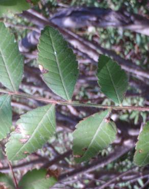 Fotografia 19 da espécie Rhus coriaria no Jardim Botânico UTAD