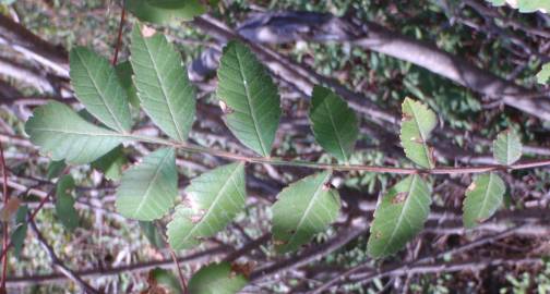 Fotografia da espécie Rhus coriaria