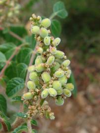 Fotografia da espécie Rhus coriaria