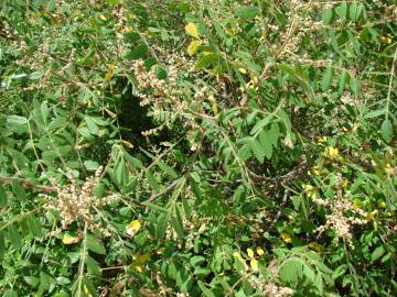 Fotografia da espécie Rhus coriaria