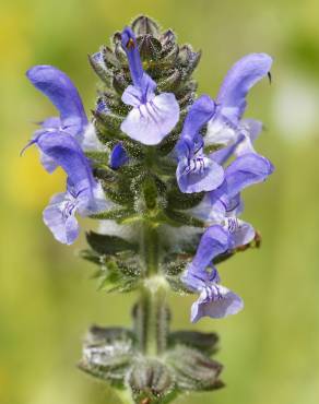 Fotografia 1 da espécie Salvia verbenaca no Jardim Botânico UTAD