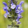 Fotografia 1 da espécie Salvia verbenaca do Jardim Botânico UTAD