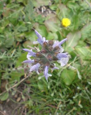 Fotografia 3 da espécie Salvia verbenaca no Jardim Botânico UTAD