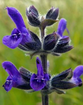 Fotografia 4 da espécie Salvia verbenaca no Jardim Botânico UTAD