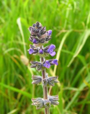 Fotografia 5 da espécie Salvia verbenaca no Jardim Botânico UTAD