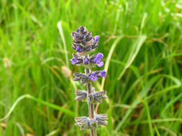 Fotografia da espécie Salvia verbenaca