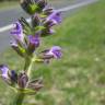 Fotografia 6 da espécie Salvia verbenaca do Jardim Botânico UTAD