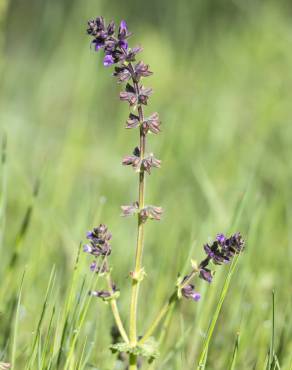 Fotografia 7 da espécie Salvia verbenaca no Jardim Botânico UTAD