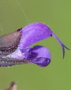 Fotografia 8 da espécie Salvia verbenaca no Jardim Botânico UTAD