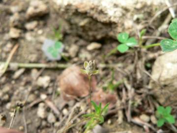 Fotografia da espécie Sagina subulata