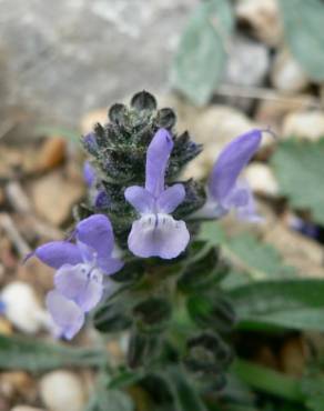 Fotografia 9 da espécie Salvia verbenaca no Jardim Botânico UTAD