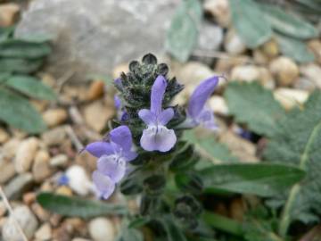 Fotografia da espécie Salvia verbenaca