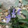 Fotografia 9 da espécie Salvia verbenaca do Jardim Botânico UTAD