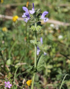 Fotografia 11 da espécie Salvia verbenaca no Jardim Botânico UTAD