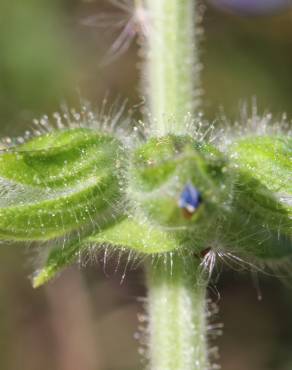 Fotografia 12 da espécie Salvia verbenaca no Jardim Botânico UTAD