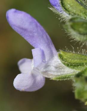 Fotografia 13 da espécie Salvia verbenaca no Jardim Botânico UTAD