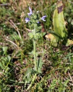 Fotografia 14 da espécie Salvia verbenaca no Jardim Botânico UTAD