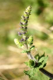 Fotografia da espécie Salvia verbenaca