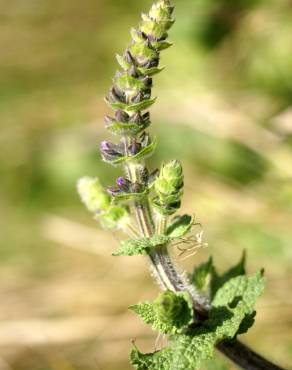 Fotografia 15 da espécie Salvia verbenaca no Jardim Botânico UTAD