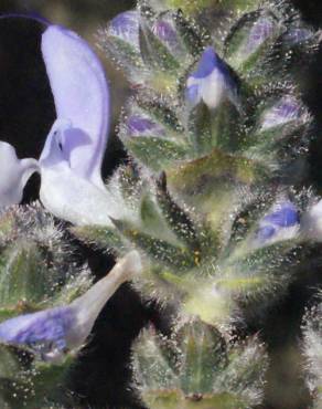 Fotografia 17 da espécie Salvia verbenaca no Jardim Botânico UTAD