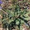Fotografia 19 da espécie Salvia verbenaca do Jardim Botânico UTAD