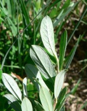 Fotografia 11 da espécie Salix fragilis no Jardim Botânico UTAD