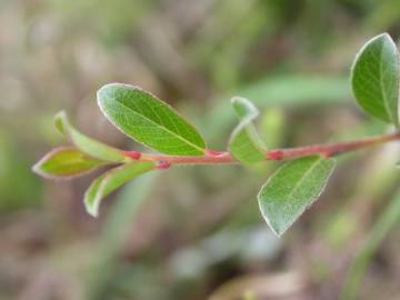 Fotografia da espécie Salix fragilis