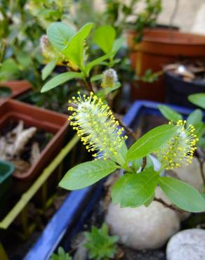 Fotografia 17 da espécie Salix fragilis no Jardim Botânico UTAD