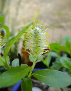 Fotografia 18 da espécie Salix fragilis no Jardim Botânico UTAD